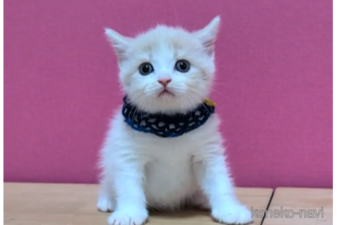 成約済の東京都のブリティッシュショートヘア-105731の6枚目